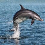 Cocoa Beach vs Fort Lauderdale