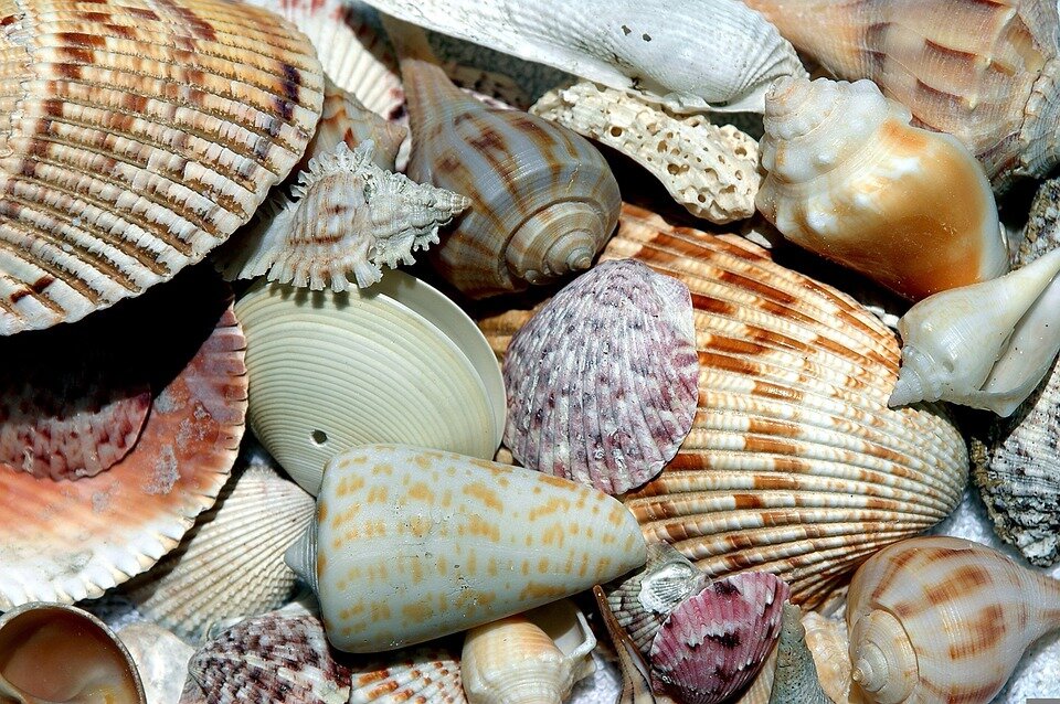 Is Sanibel or Captiva Better for Shells?