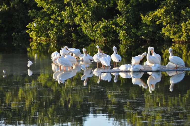 Which Beach is Better Sanibel or Captiva?