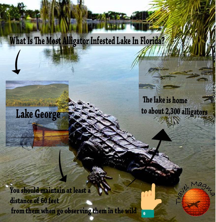 What is The Most Alligator Infested Lake in Florida?