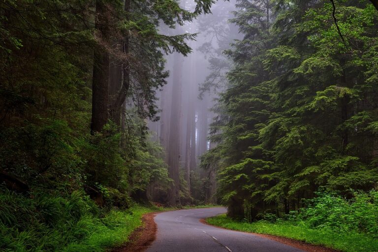 Are There Redwoods in Santa Cruz California?