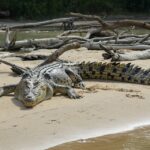 Are There Saltwater Crocodiles in the Keys?