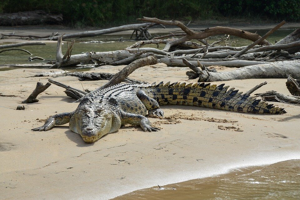 Are There Saltwater Crocodiles in the Keys?
