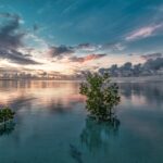 The Beauty of Midway Atoll: Is It Inhabited by Humans?