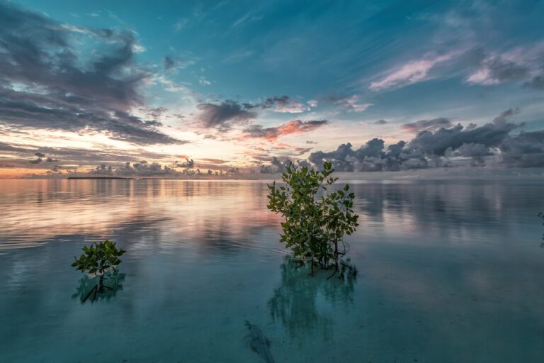 The Beauty of Midway Atoll: Is It Inhabited by Humans?