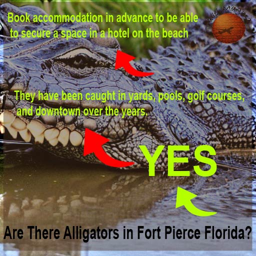 Are There Alligators in Fort Pierce Florida?