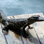 Should I Worry About Alligators in Florida?