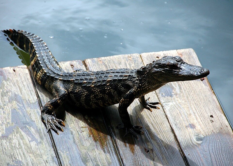 Should I worry about alligators in Florida?