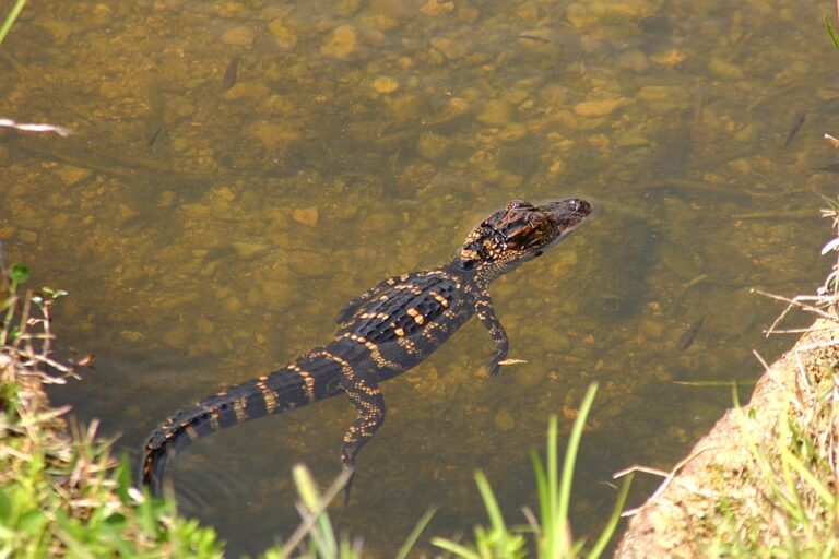What Part of Florida Has The Most Alligators?