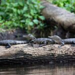 What Part of Florida Has no Alligators?