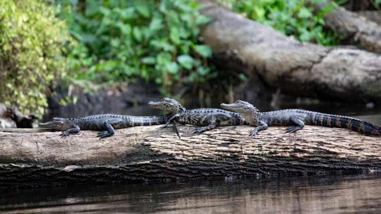 What Part of Florida Has no Alligators?