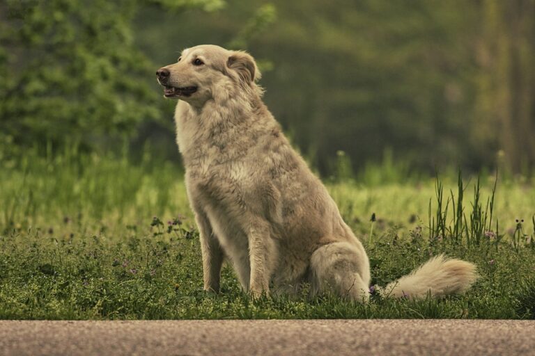 What US City Has The Most Dogs?