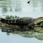 Which State Has the Most Alligators?