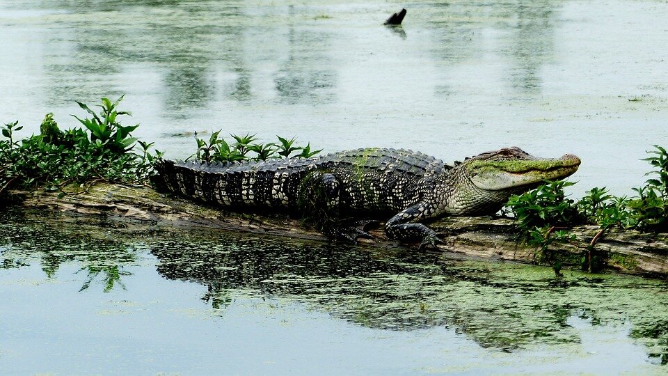 Which State Has the Most Alligators?