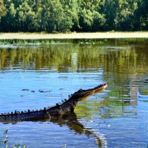Florida's Most Alligator-Infested Lake