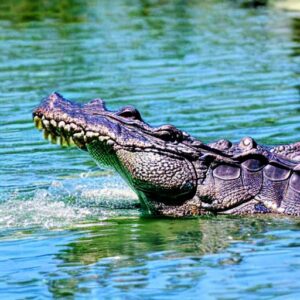 Florida's Most Alligator-Infested Lake