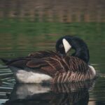 Are There Any Clear Water Lakes in Florida?