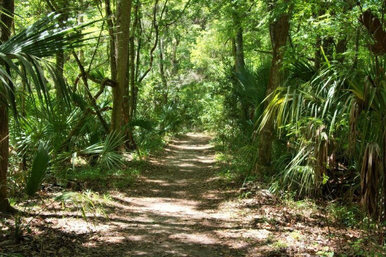 How Can We Prevent Sinkholes in Florida?