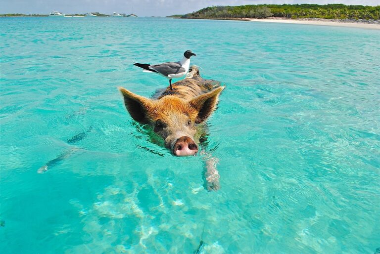 Does Florida Belong to the Caribbean?