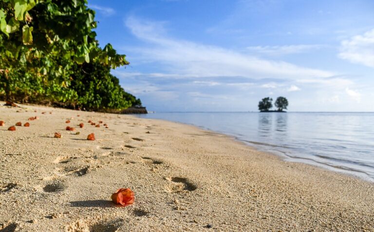 Is It Legal to Collect Seashells in Florida?