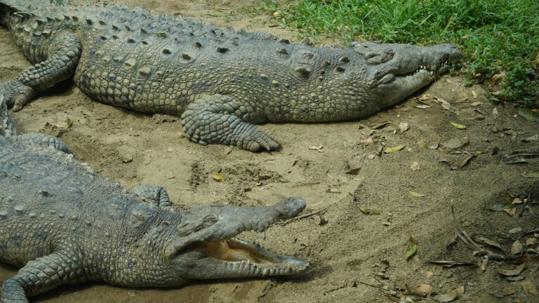 Is There a Lake in Florida Without Alligators?