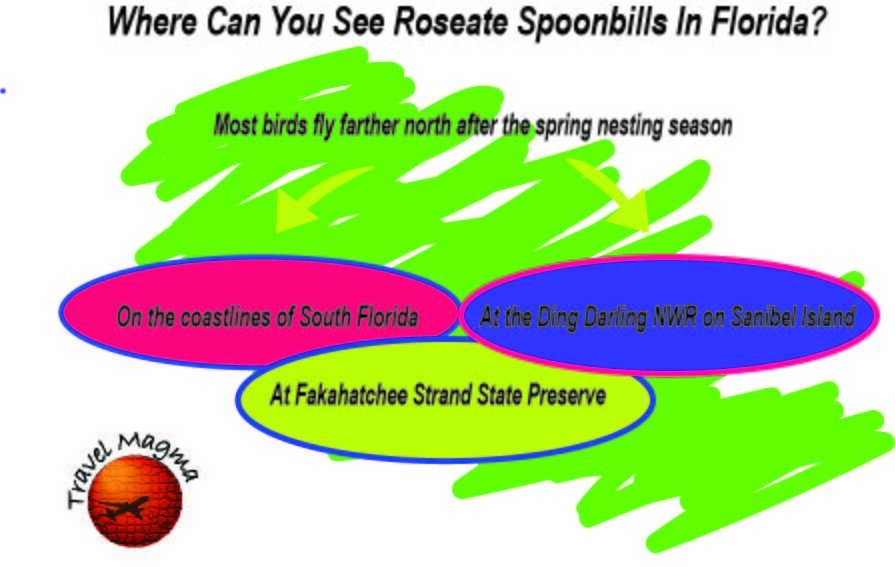 Where Can You See Roseate Spoonbills In Florida?