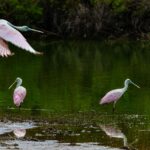Where Can You See Roseate Spoonbills In Florida?