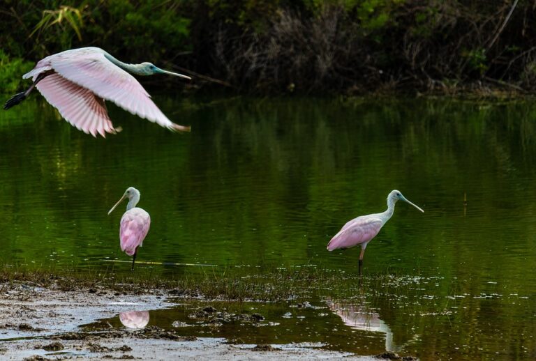 Where Can You See Roseate Spoonbills In Florida?