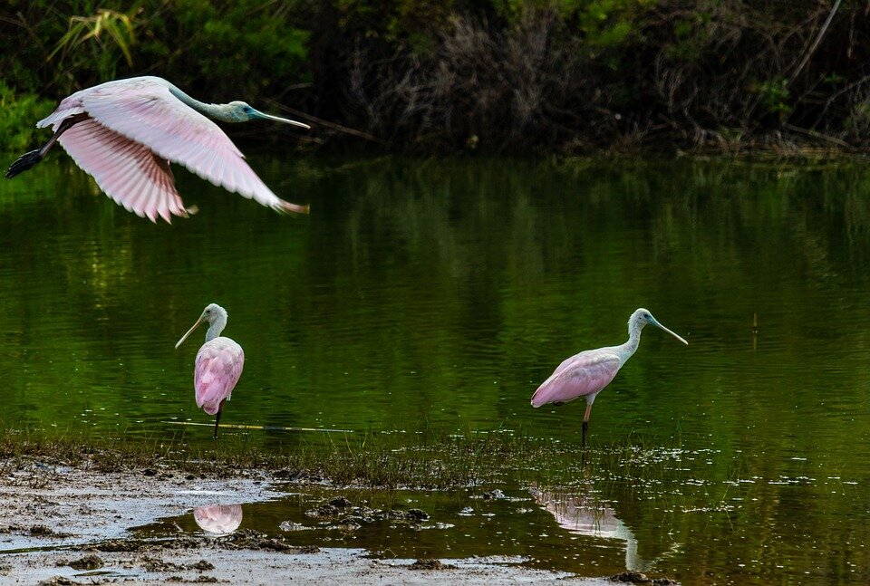 Where Can You See Roseate Spoonbills In Florida?