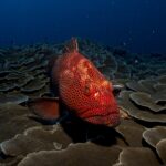 Why is Grouper So Popular in Florida?