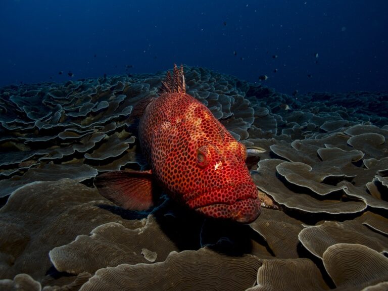 Why is Grouper So Popular in Florida?