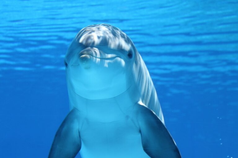Can You Swim With Wild Dolphins in Florida?