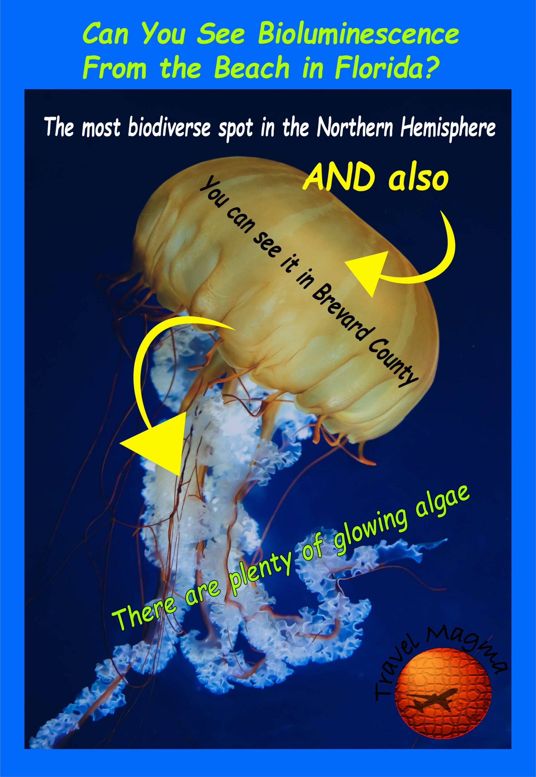 Can You See Bioluminescence From the Beach in Florida?