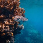 Are Sturgeon Protected In Florida?