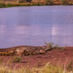 Are There Alligators in Tampa FL?