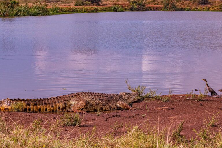 Are There Alligators in Tampa FL?