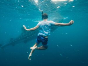 Exploring the Presence of Sharks in Tampa Bay — TravelMagma