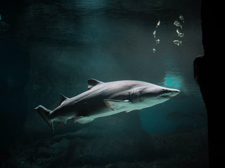 Are There Sharks in Treasure Island Florida?