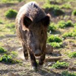 Can I shoot a Wild Boar on My Property in Florida?