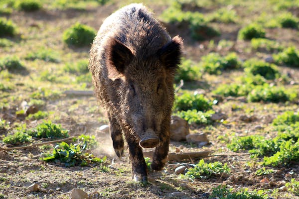 Can I shoot a Wild Boar on My Property in Florida?