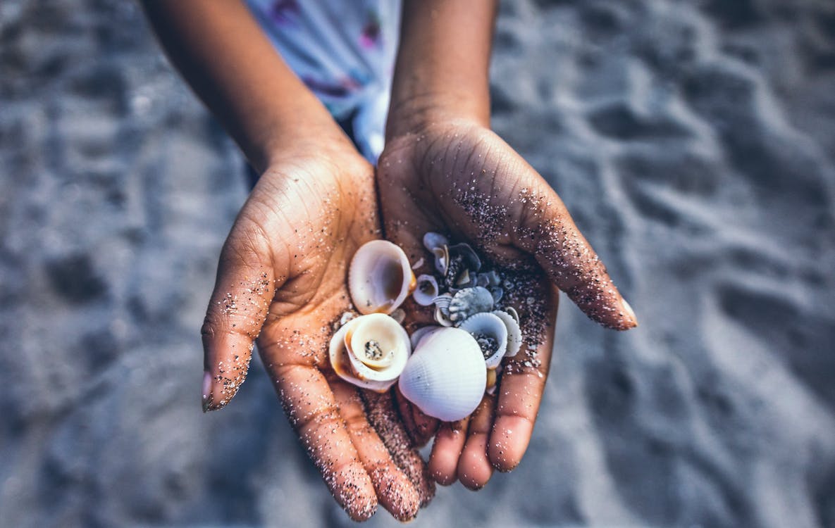 Can You Take Dead Sand Dollars From the Beach in Florida?