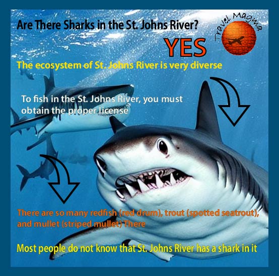 Are There Sharks in the St. Johns River?