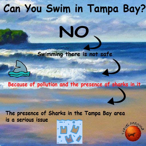 Can You Swim in Tampa Bay?