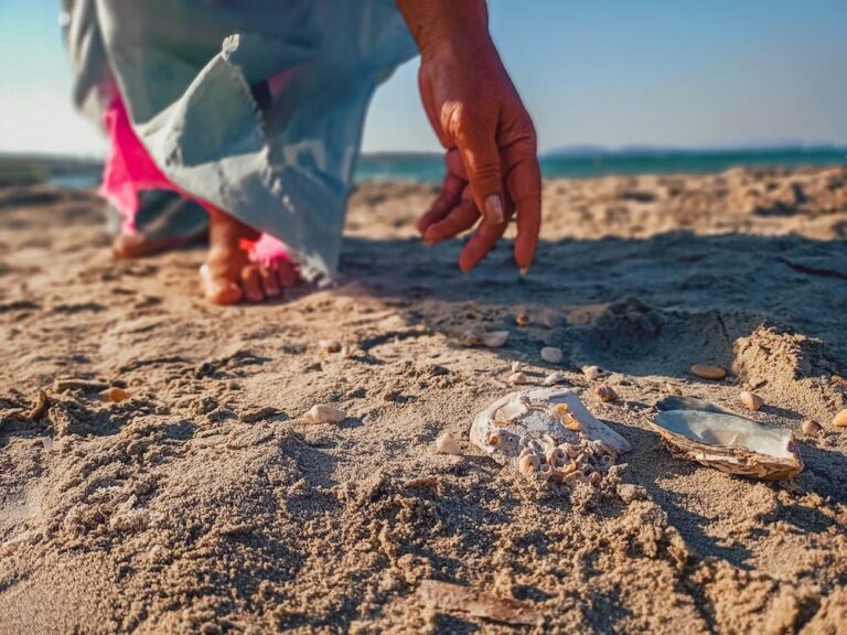 Where Can You Find Sand Dollars in Florida? Best Beaches and the Rules