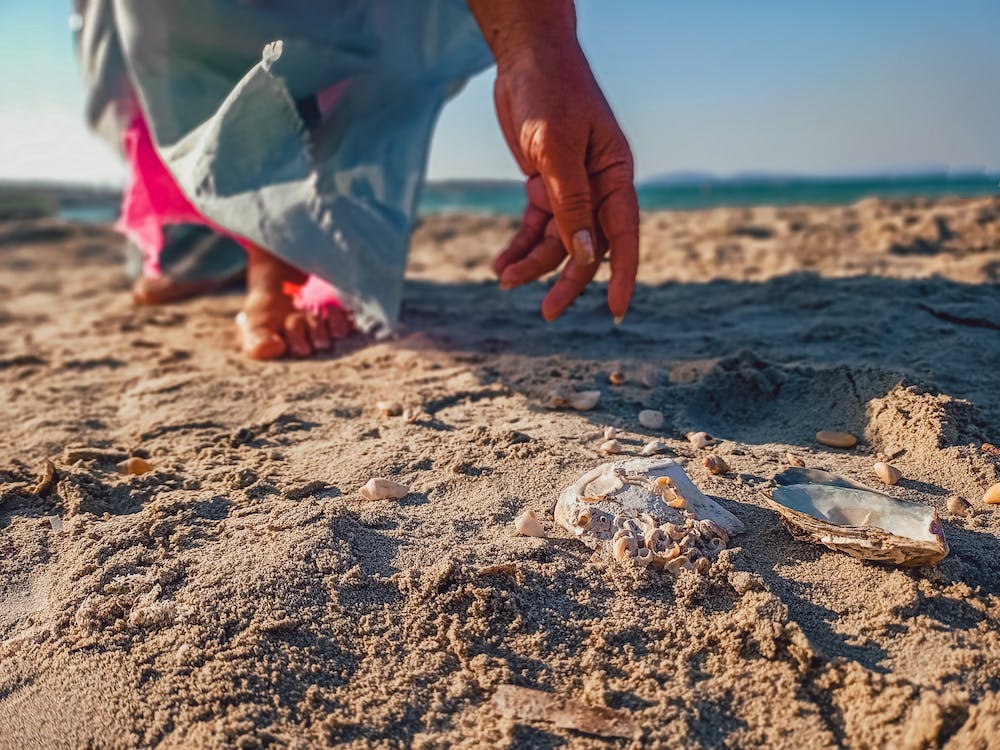 Where Can You Find Sand Dollars in Florida?