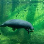 Where in Florida Do Manatees Live?