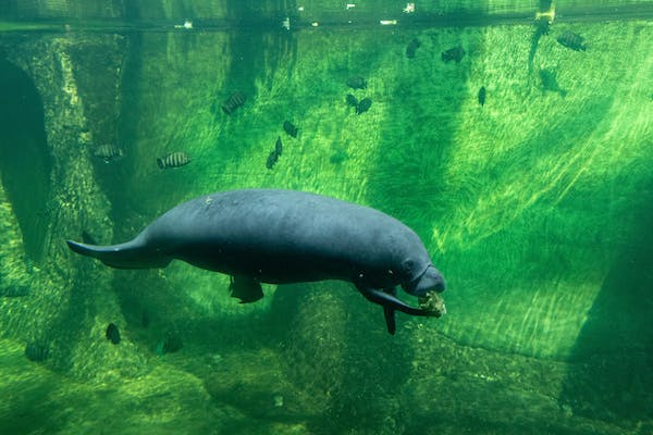 Where in Florida Do Manatees Live?