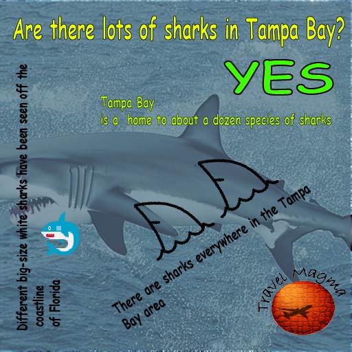 Are There Lots of Sharks in Tampa Bay?