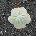 Can You Take Dead Sand Dollars From the Beach in Florida?