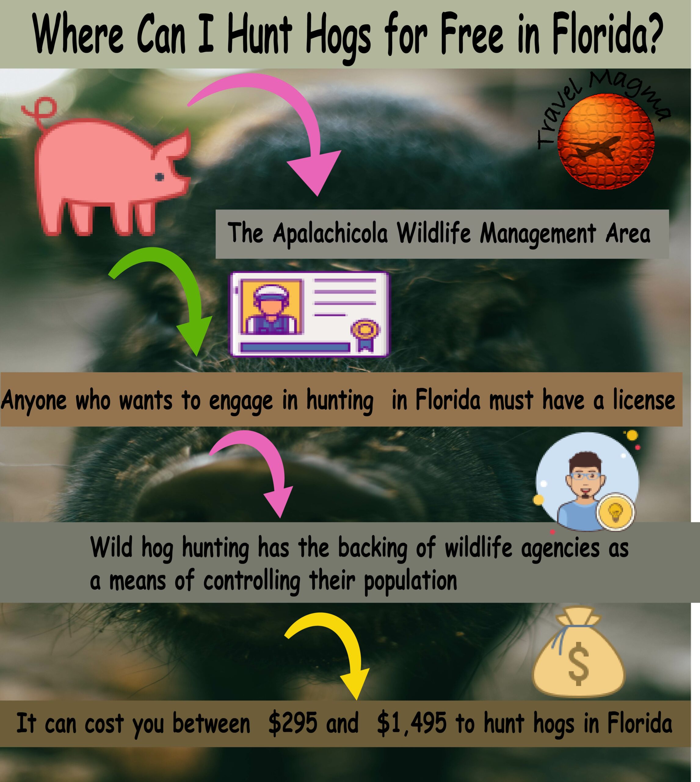 Where Can I Hunt Hogs for Free in Florida?